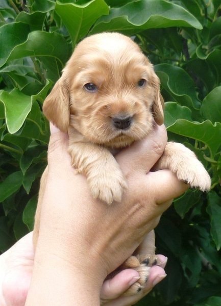 12 - 2.fenka (červená).JPG